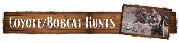 coyote-bobcat-hunts-trans
